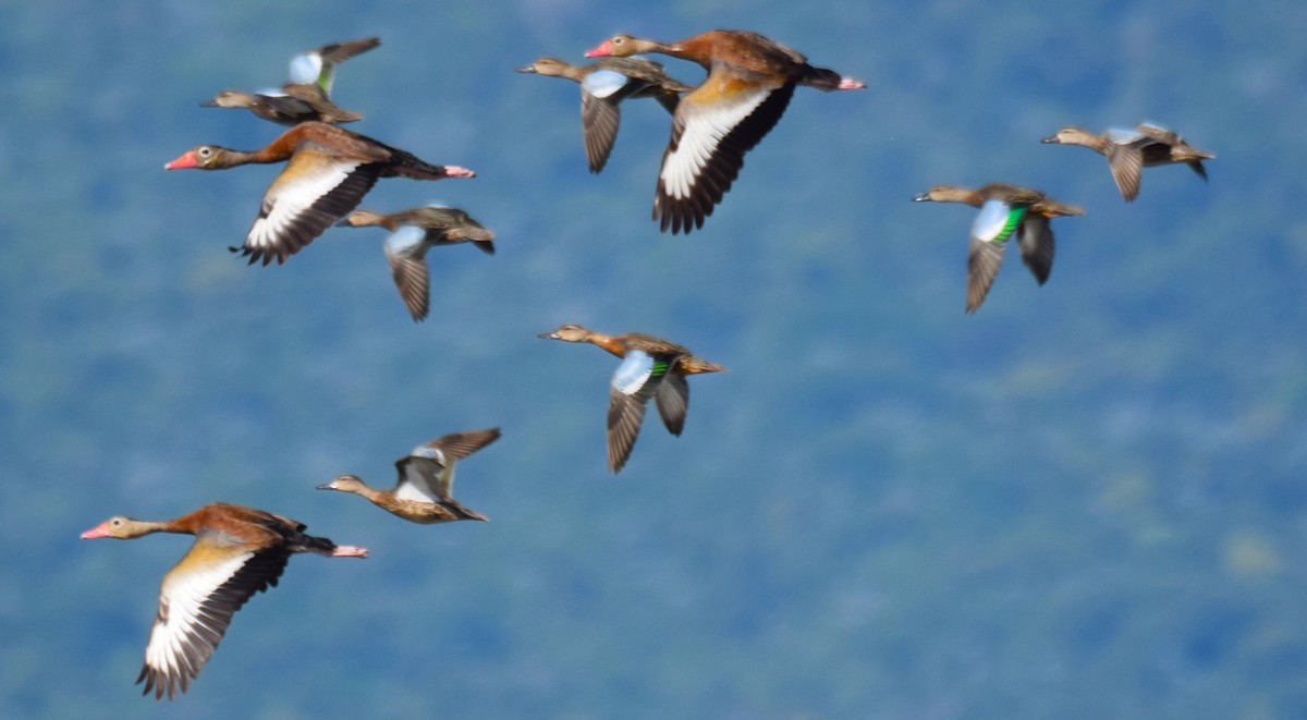 Zertzeta hegalurdina - ML644893259