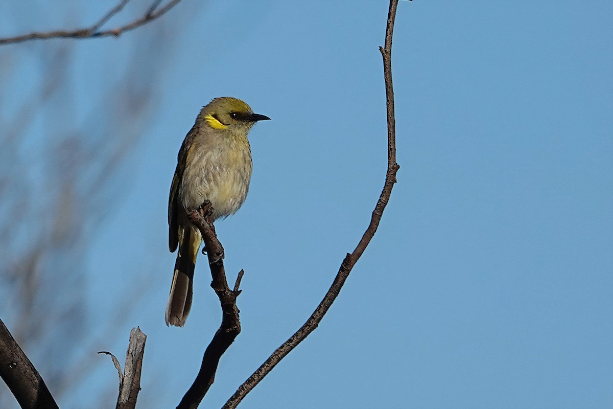 Gelbscheitel-Honigfresser - ML644893267