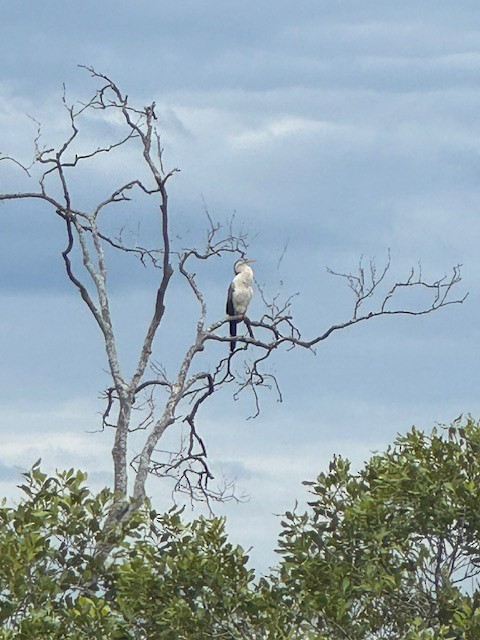 Australasian Darter - ML644893270