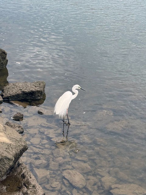 Little Egret - ML644893284