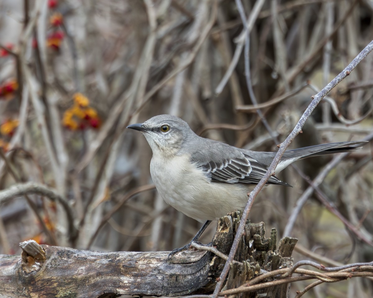 Northern Mockingbird - ML644893295