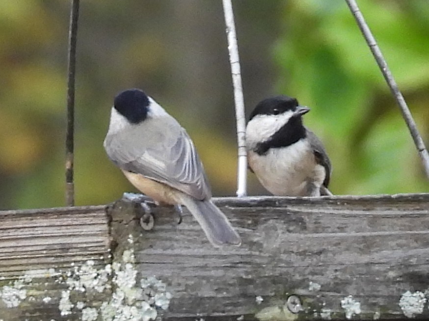 Carolina Chickadee - ML644893313