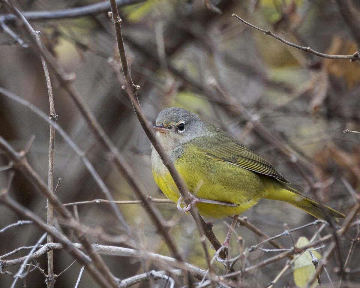 MacGillivray's Warbler - ML644893316