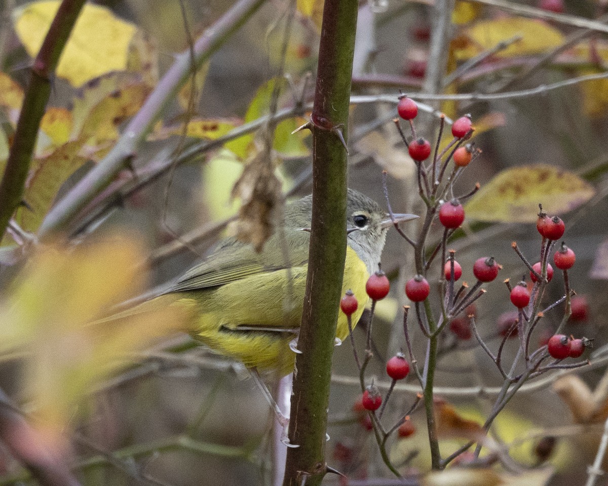 MacGillivray's Warbler - ML644893317
