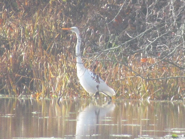 ダイサギ - ML644893326