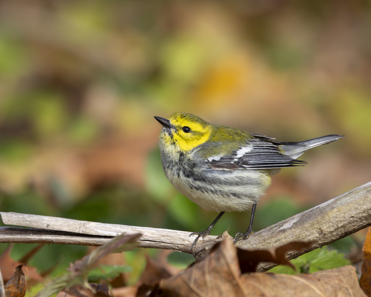 Black-throated Green Warbler - ML644893338
