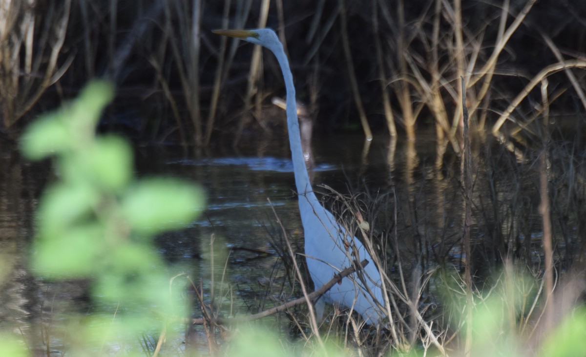 Garceta Grande - ML644893347