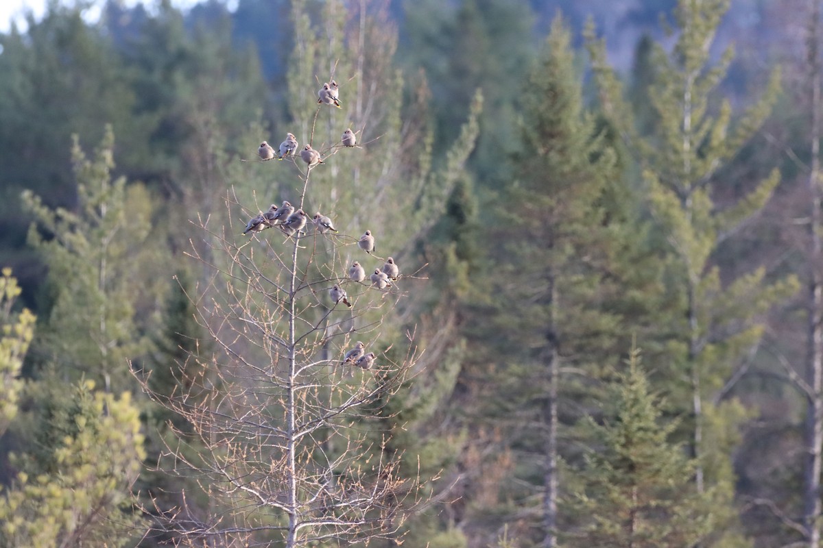Bohemian Waxwing - ML644893350