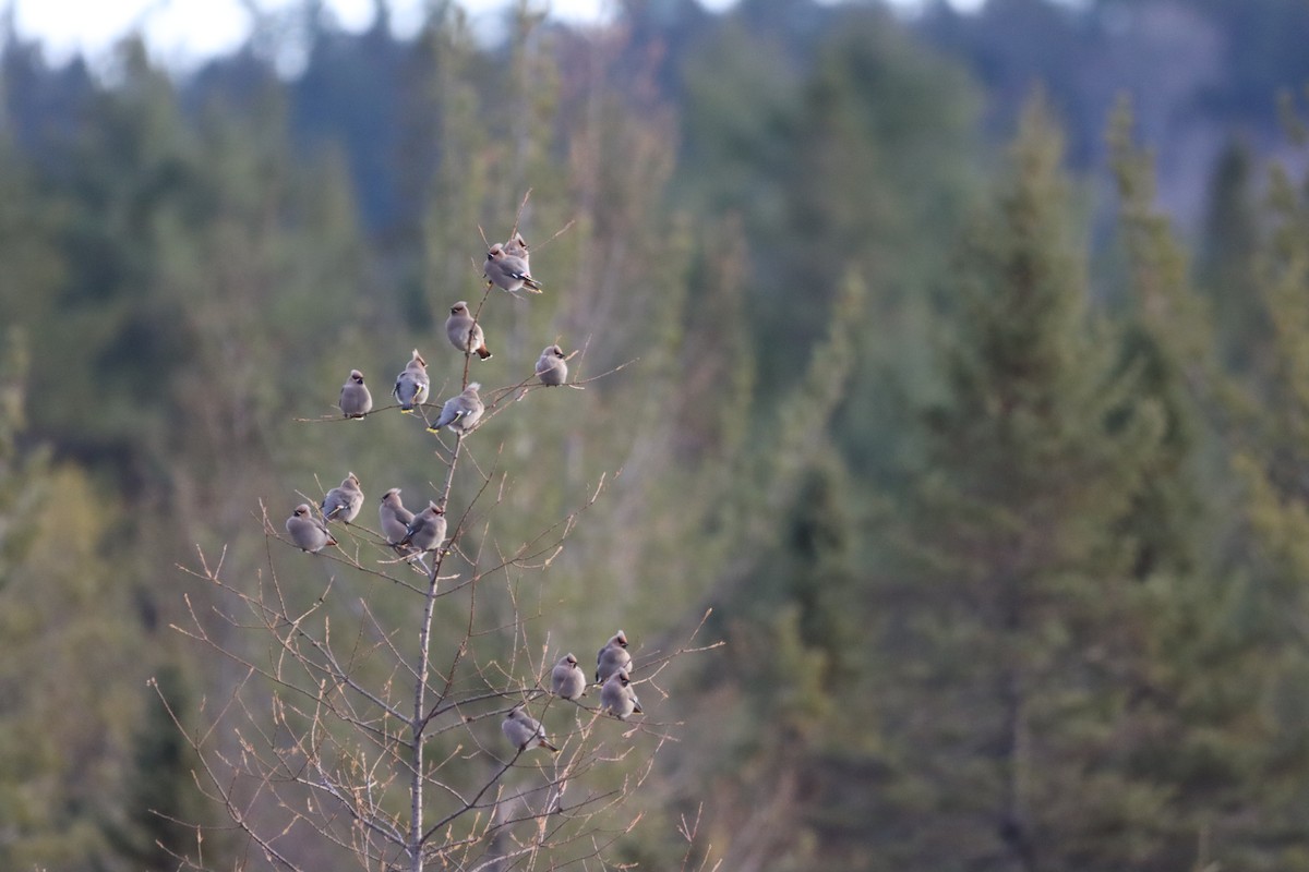 Bohemian Waxwing - ML644893351
