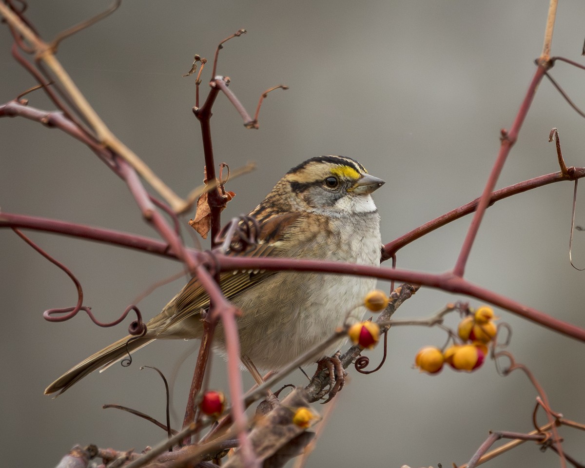 White-throated Sparrow - ML644893352
