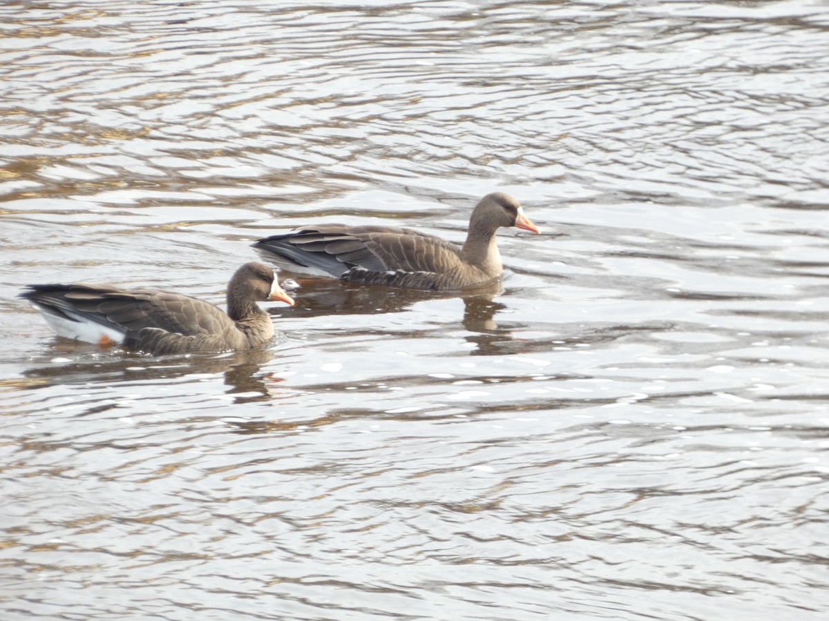 Greater White-fronted Goose - ML644893353