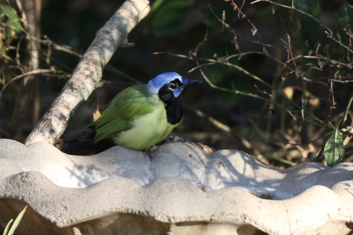 Inkablaurabe - ML644893356