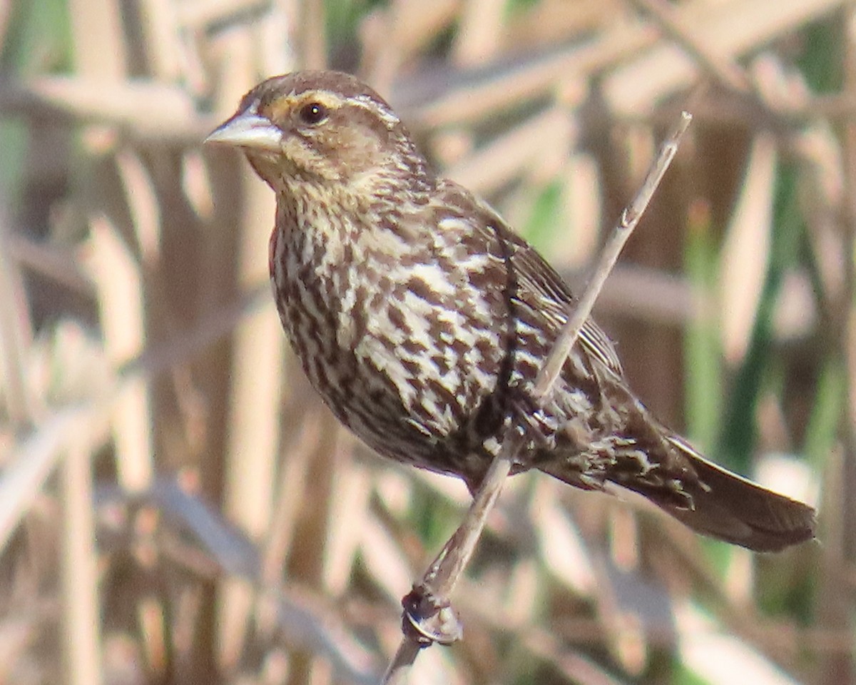 Красноплечий трупиал - ML644893357