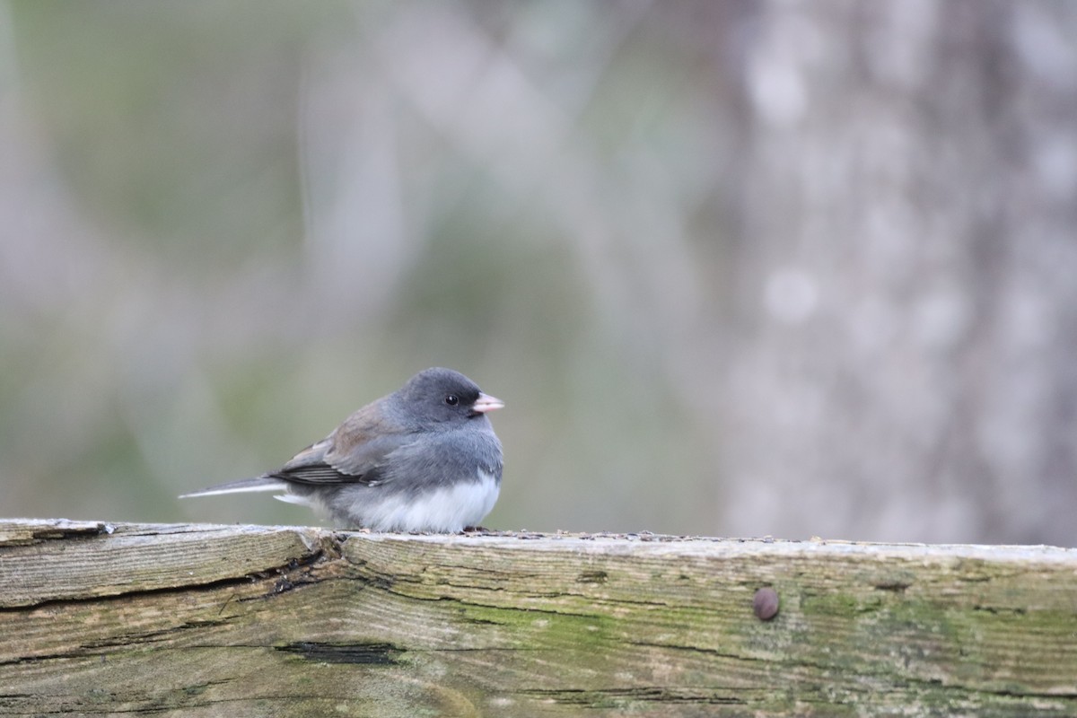 Dark-eyed Junco (Slate-colored) - ML644893369