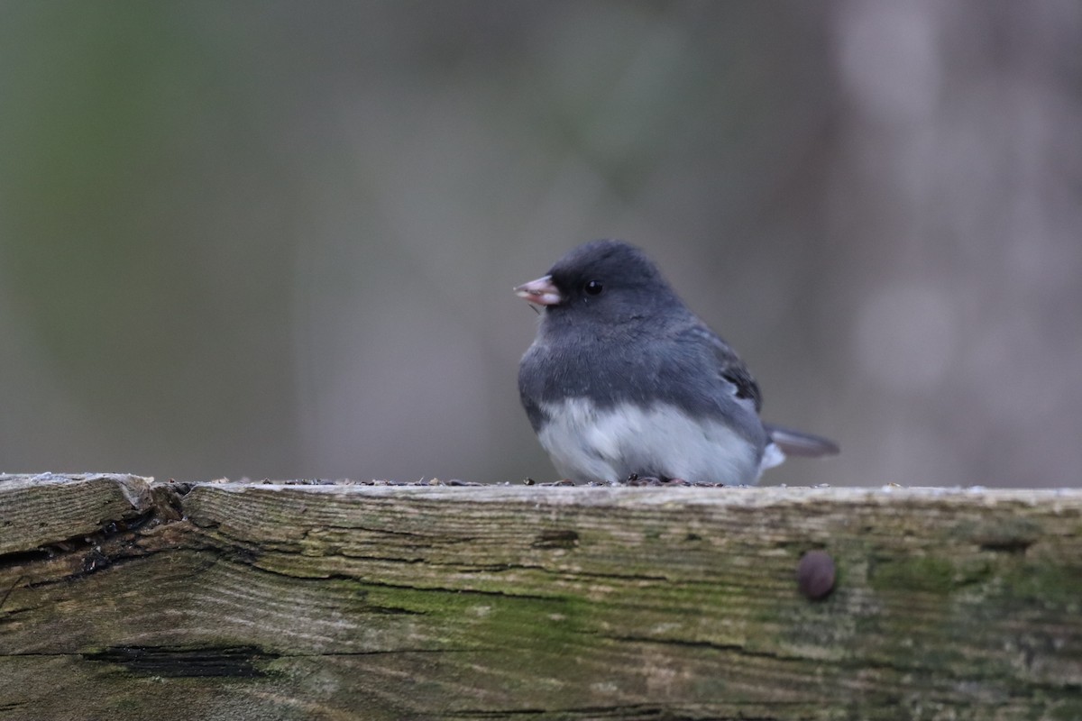 Dark-eyed Junco (Slate-colored) - ML644893370