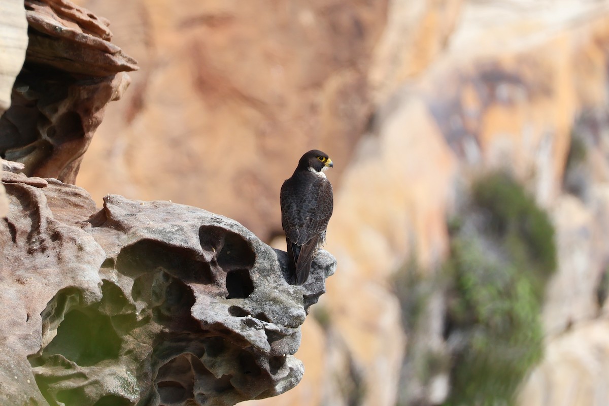 遊隼 - ML644893383