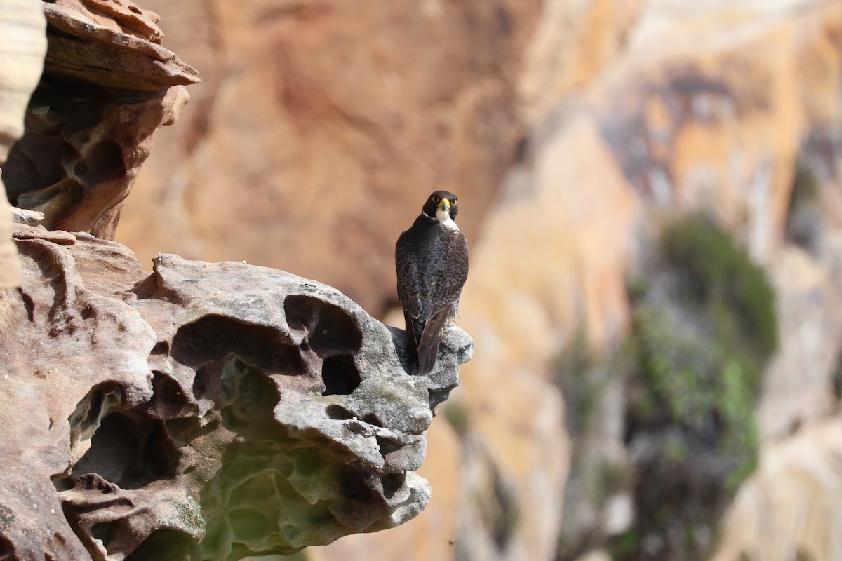 遊隼 - ML644893384