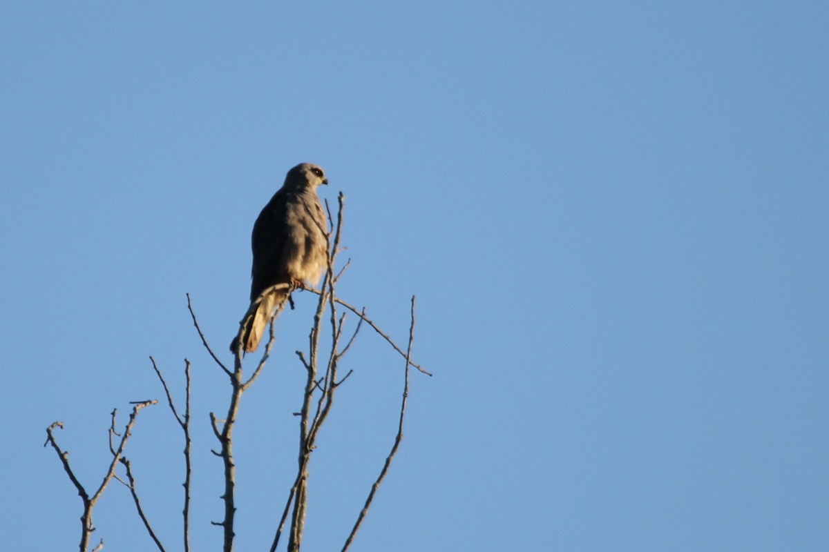 Mississippi Kite - ML644893387