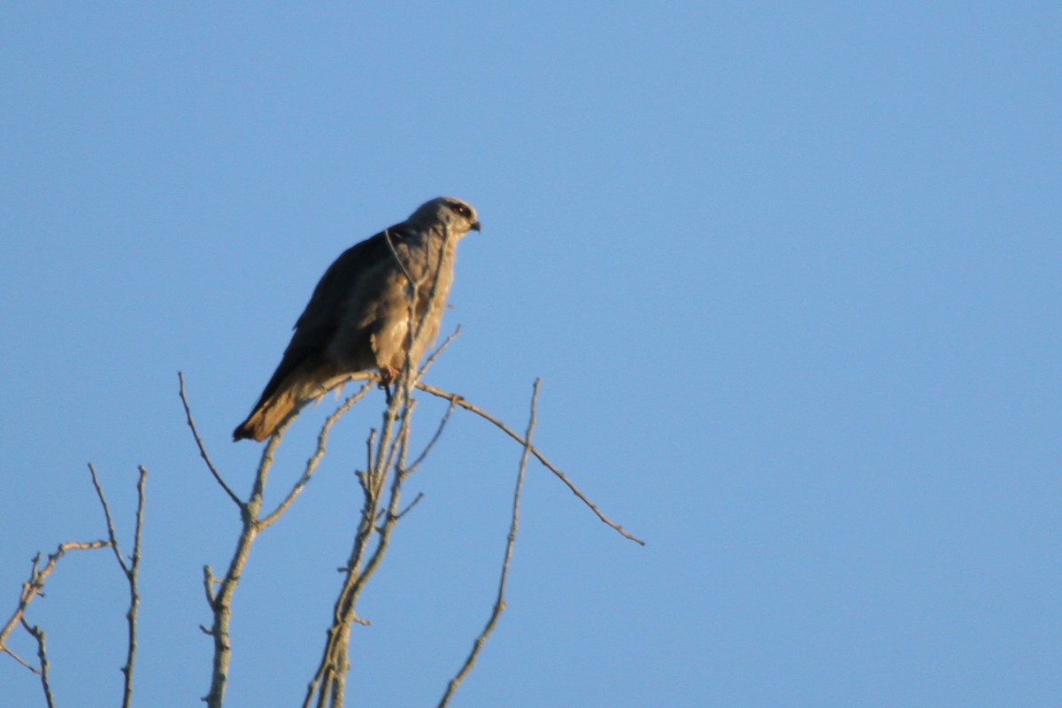 Mississippi Kite - ML644893388