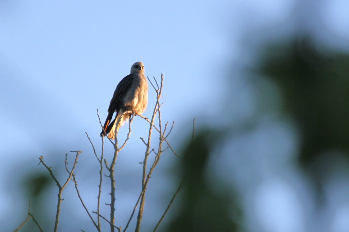 Mississippi Kite - ML644893390