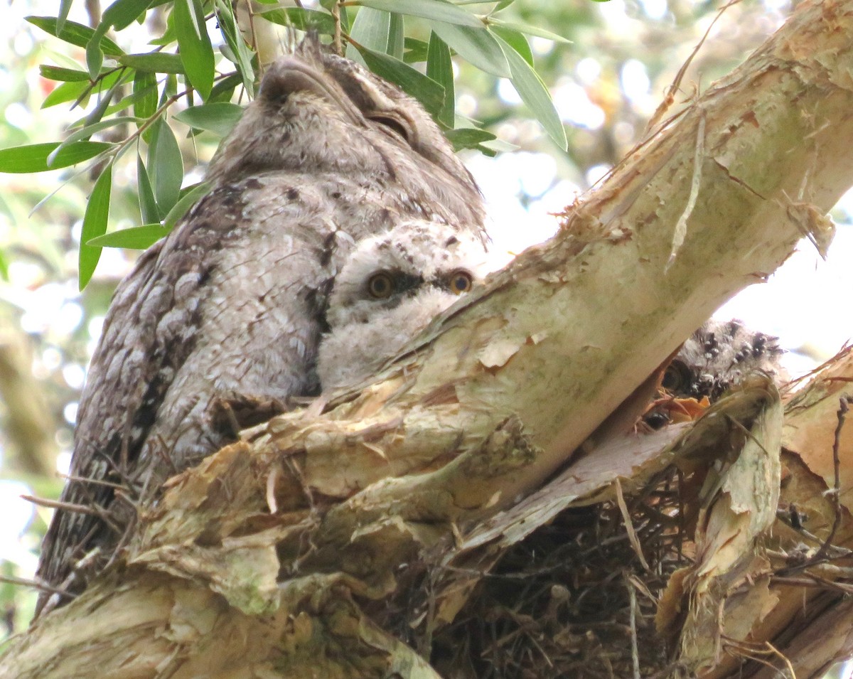 Tawny Frogmouth - ML644893418