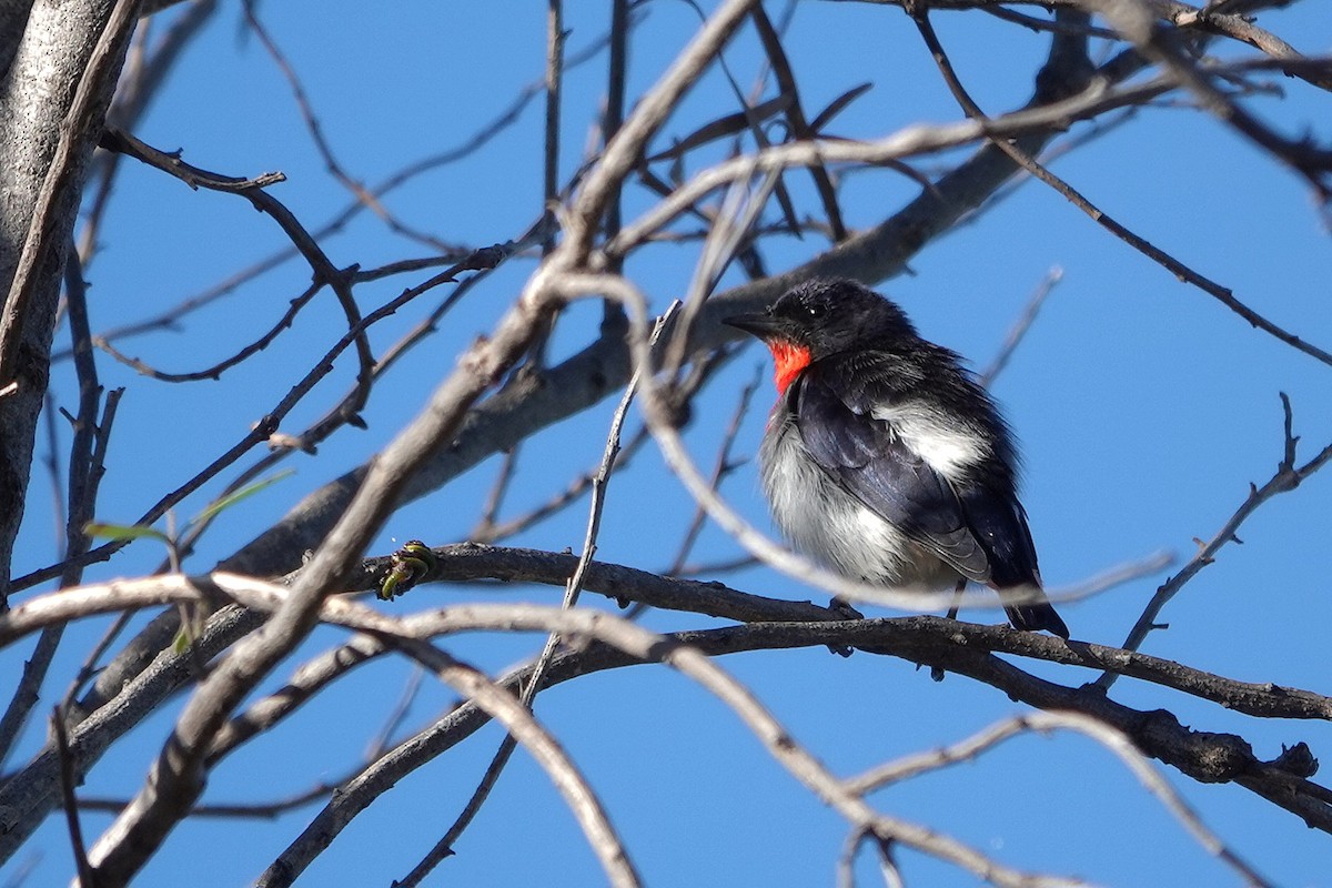 Mistletoebird - ML644893419
