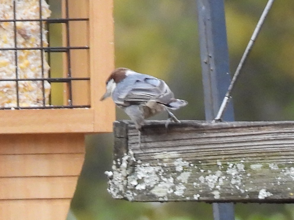 Sittelle à tête brune - ML644893422