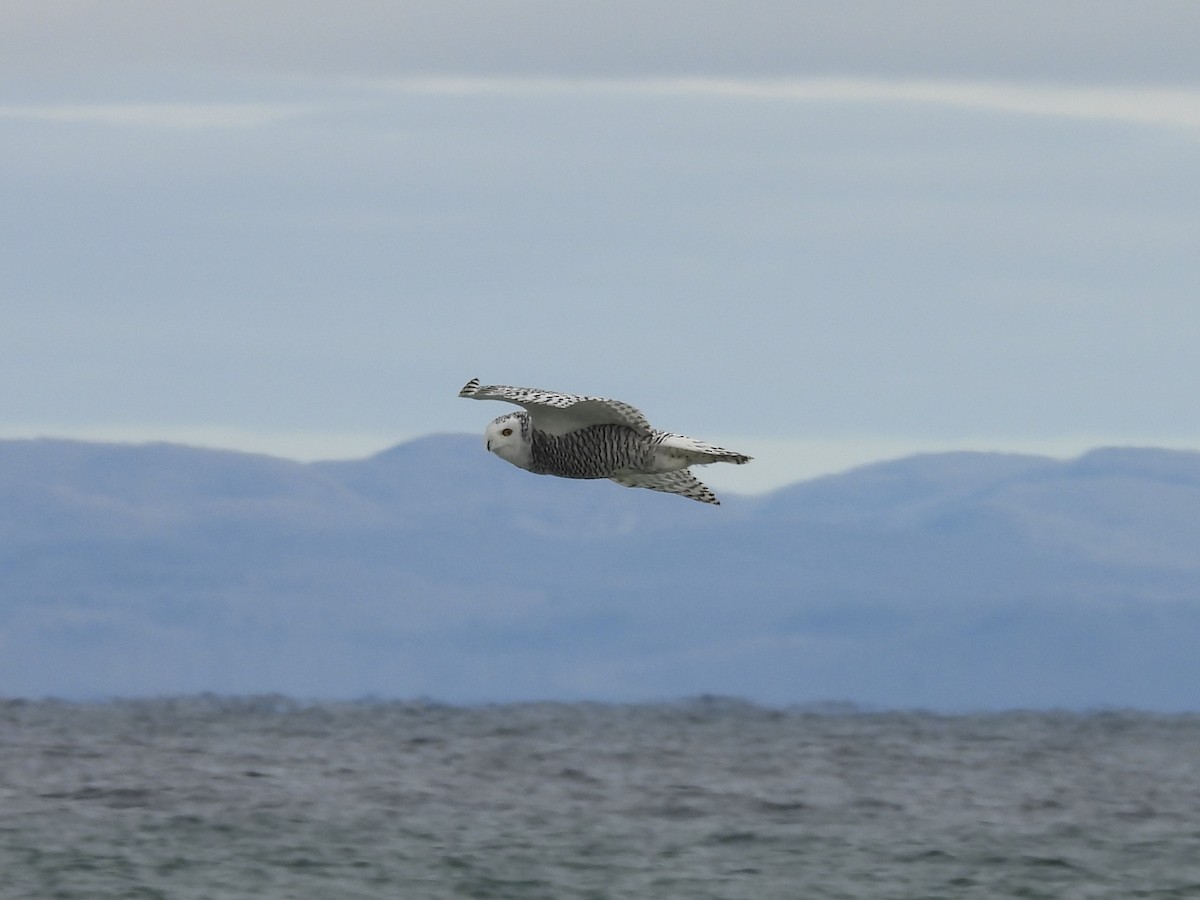 Snowy Owl - ML644893426