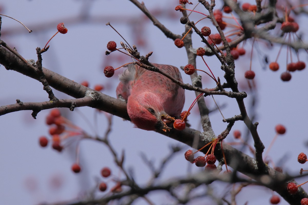 Pine Grosbeak - ML644893427