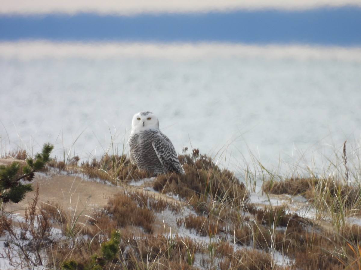 Snowy Owl - ML644893429