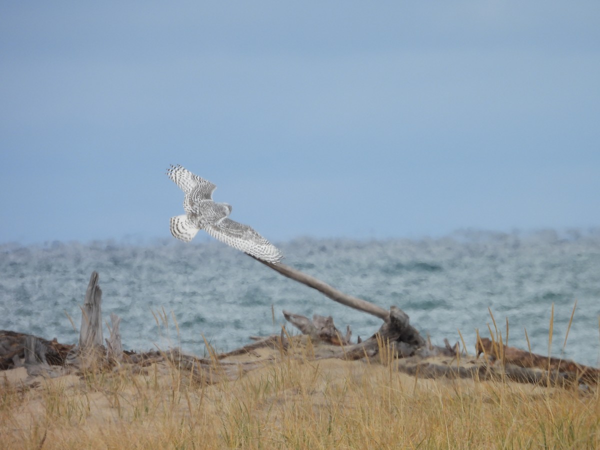 Snowy Owl - ML644893431