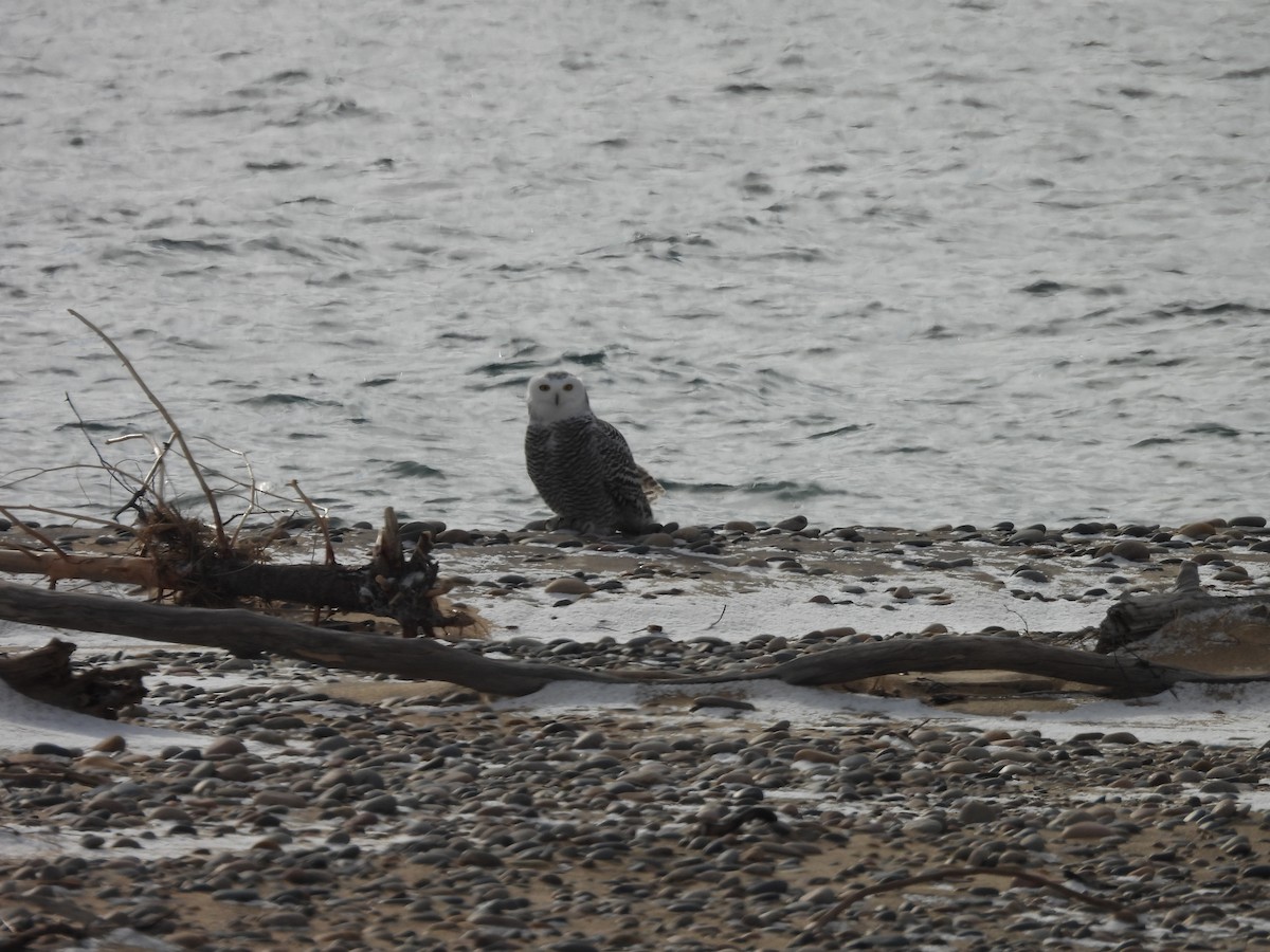 Snowy Owl - ML644893432