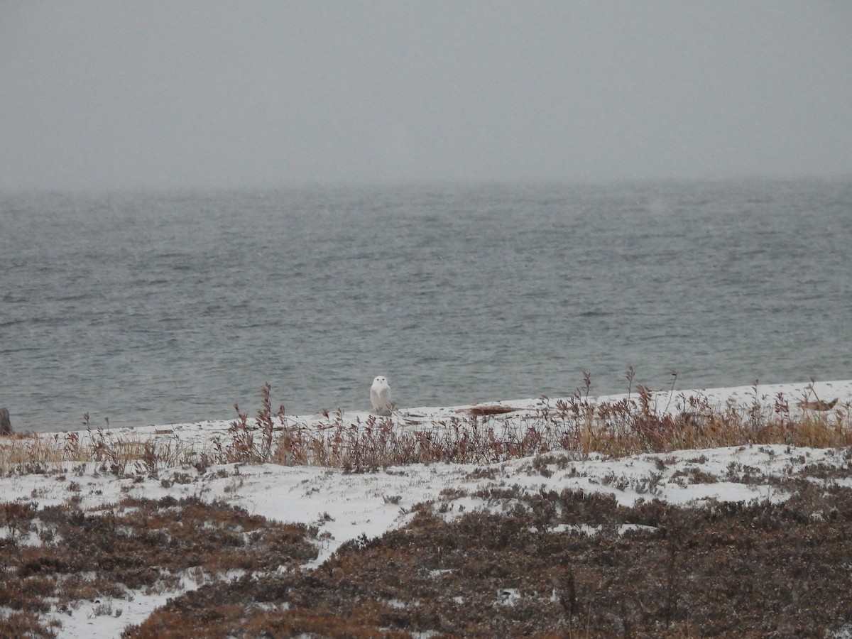 Snowy Owl - ML644893433