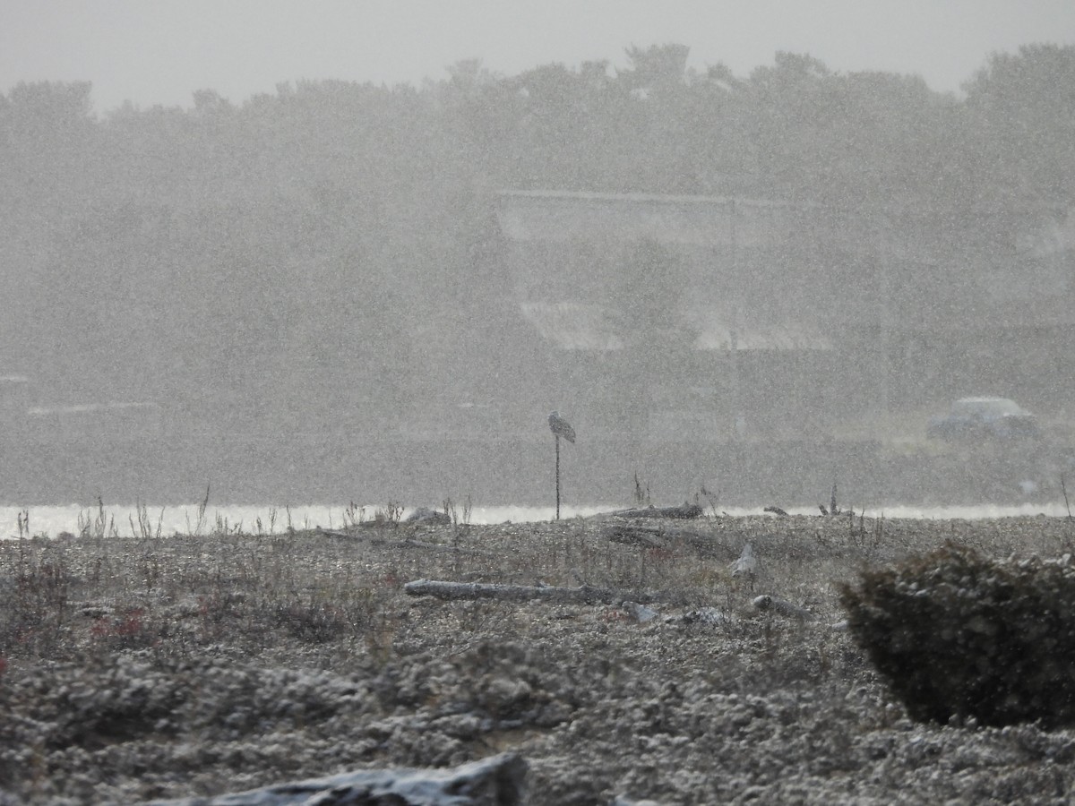 Snowy Owl - ML644893434