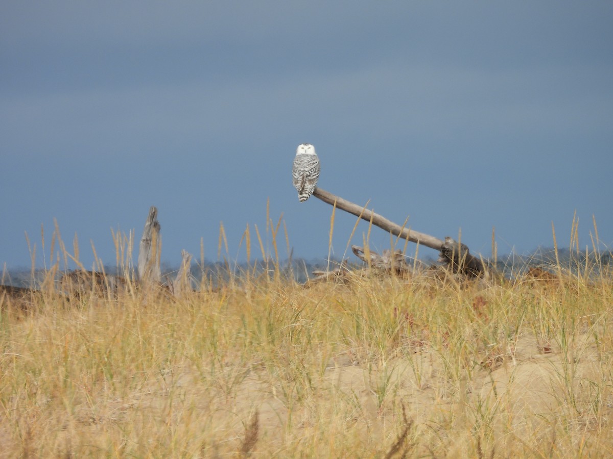 Snowy Owl - ML644893435