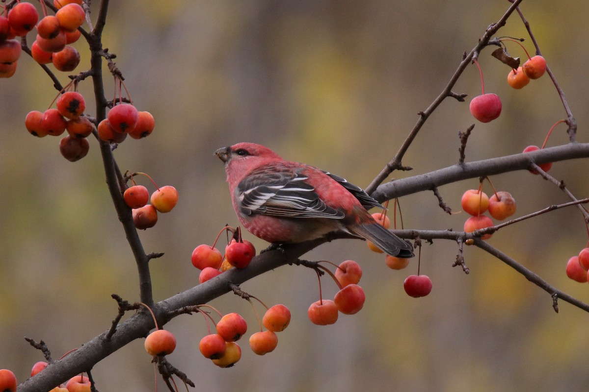 Pine Grosbeak - ML644893439