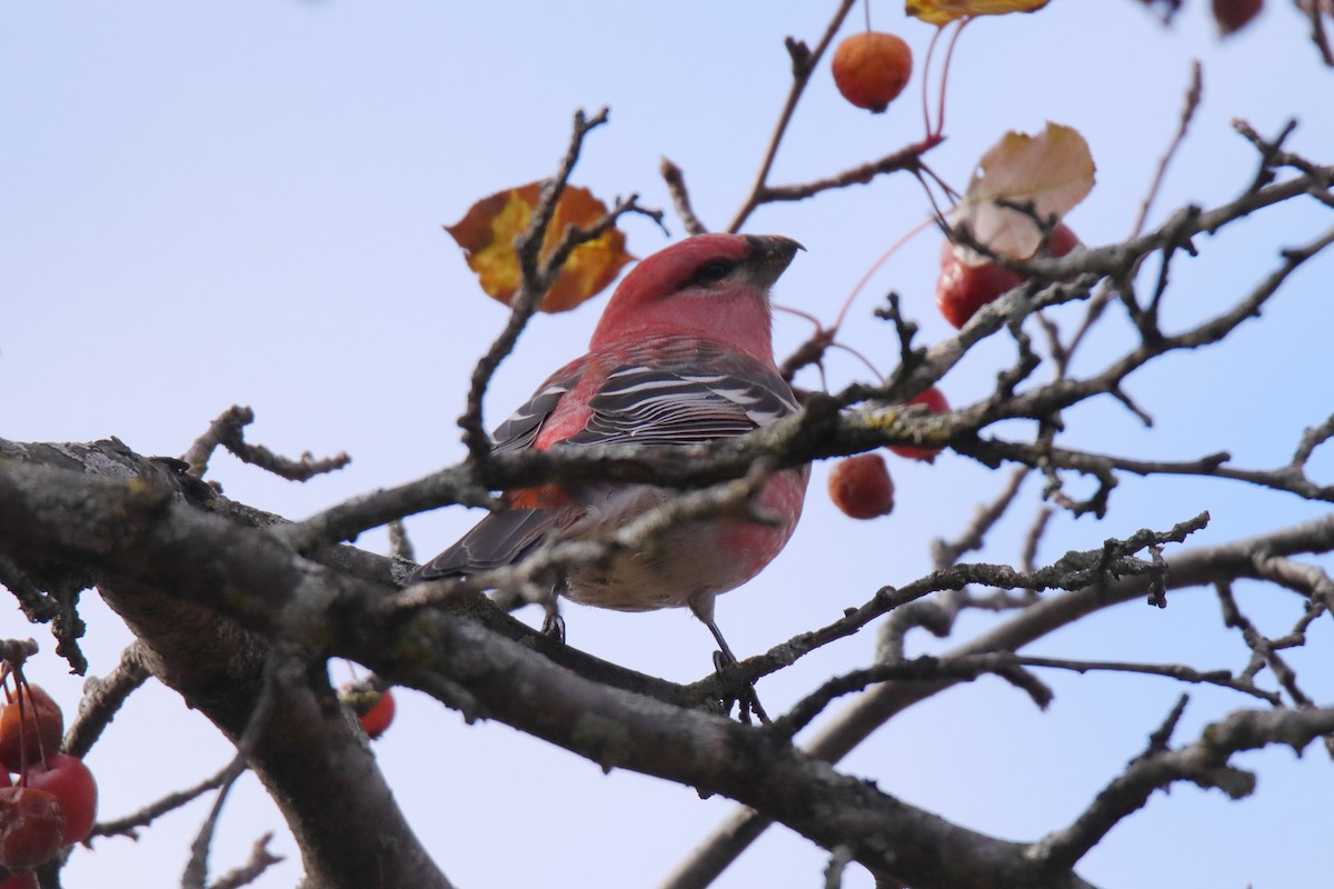 Pine Grosbeak - ML644893441