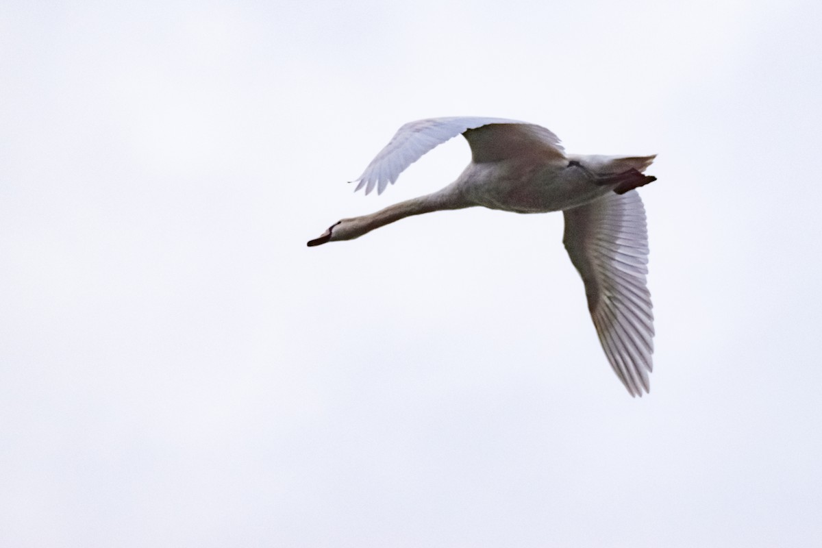 Mute Swan - ML644893442