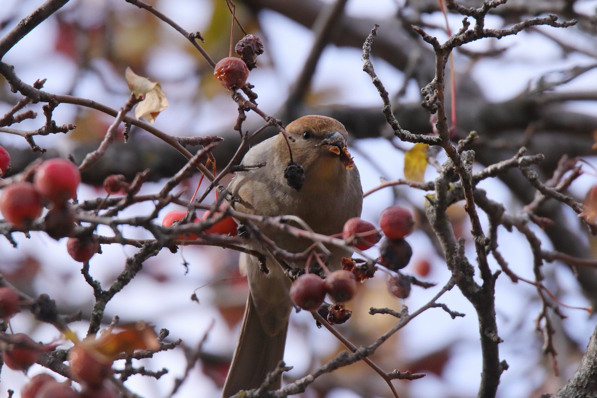 Pine Grosbeak - ML644893443