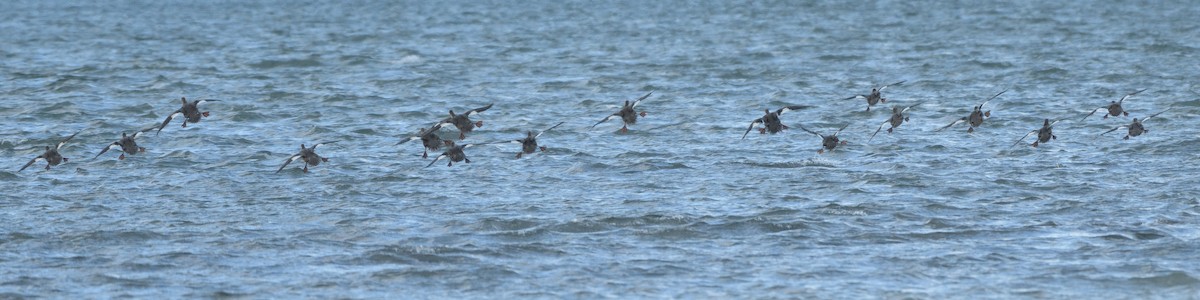 Common Merganser - ML644893444