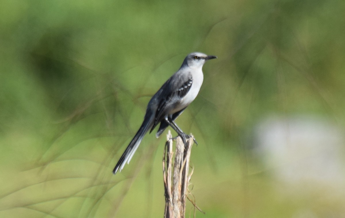 Tropikal Taklitçi - ML644893445