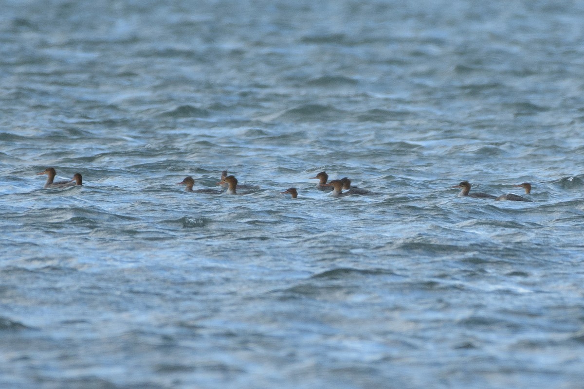 Common Merganser - ML644893464