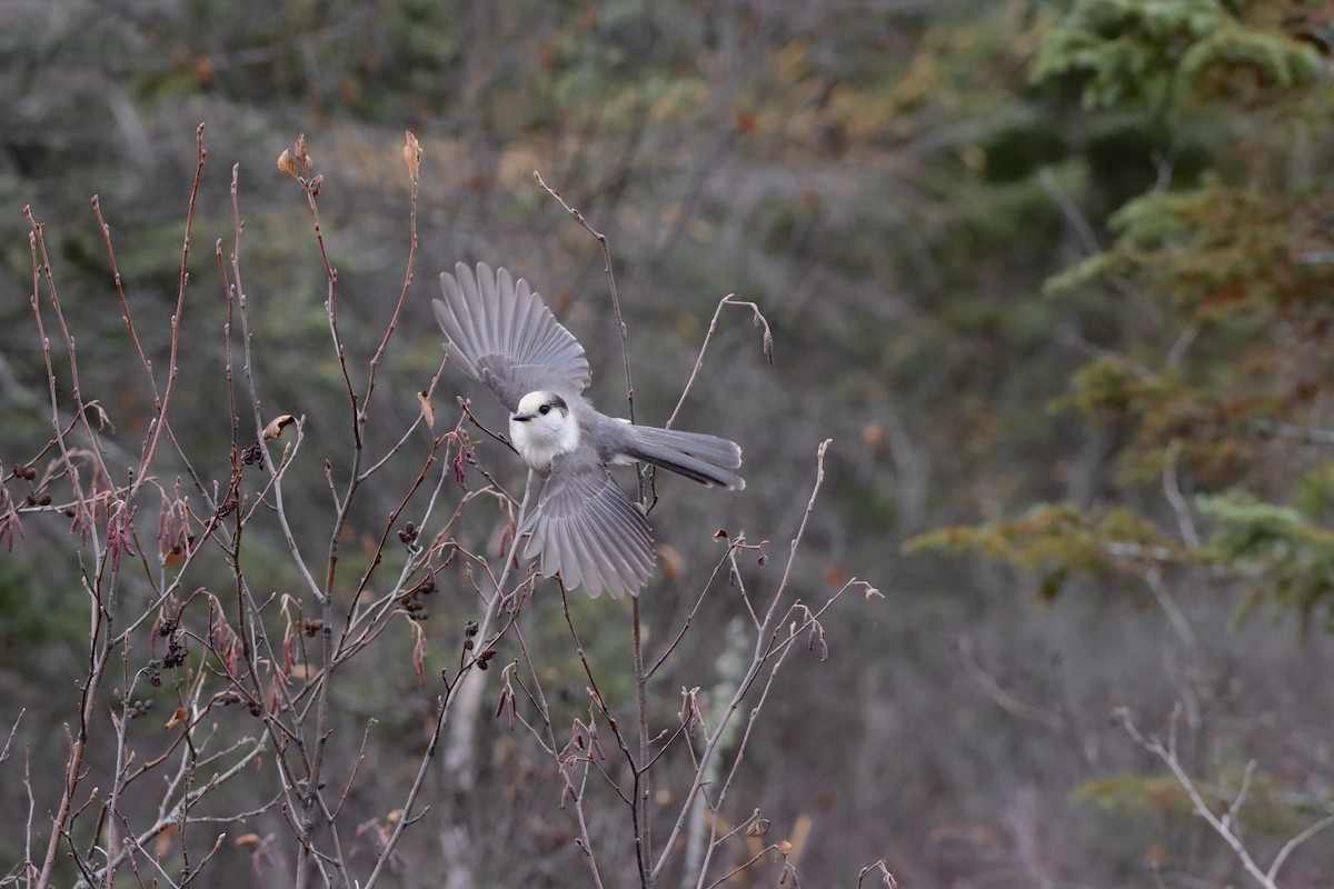 Canada Jay - ML644893467