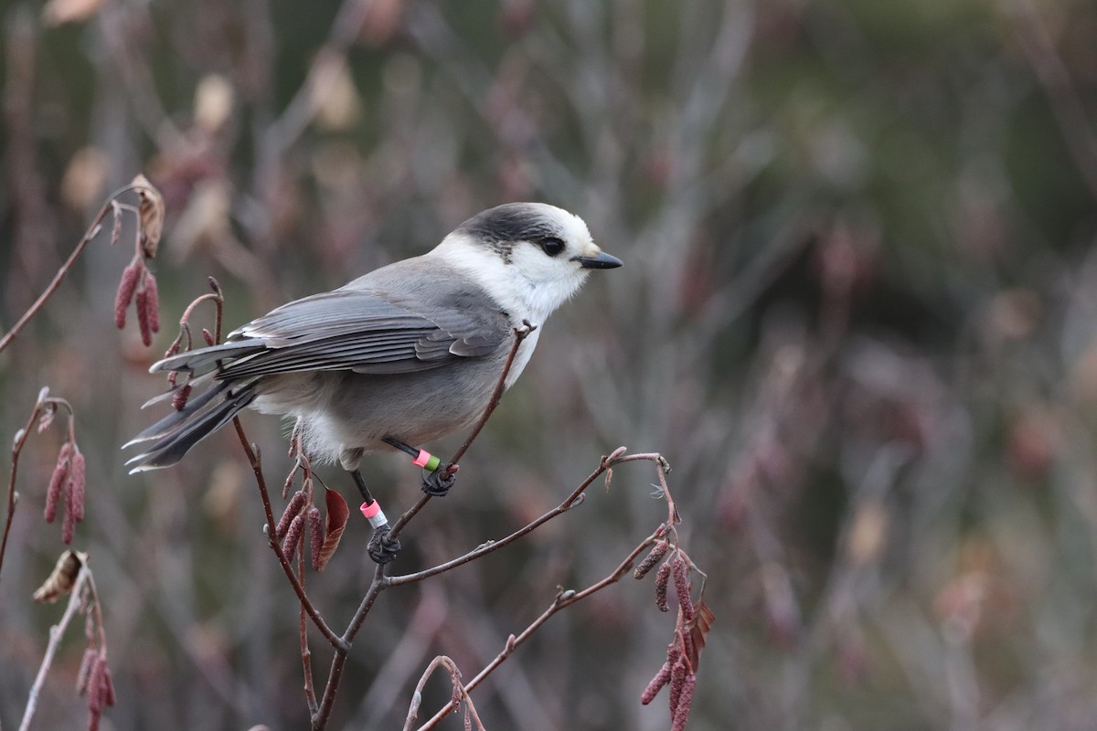 Canada Jay - ML644893468