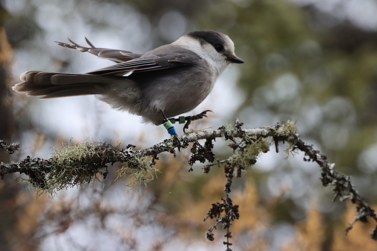 Canada Jay - ML644893469