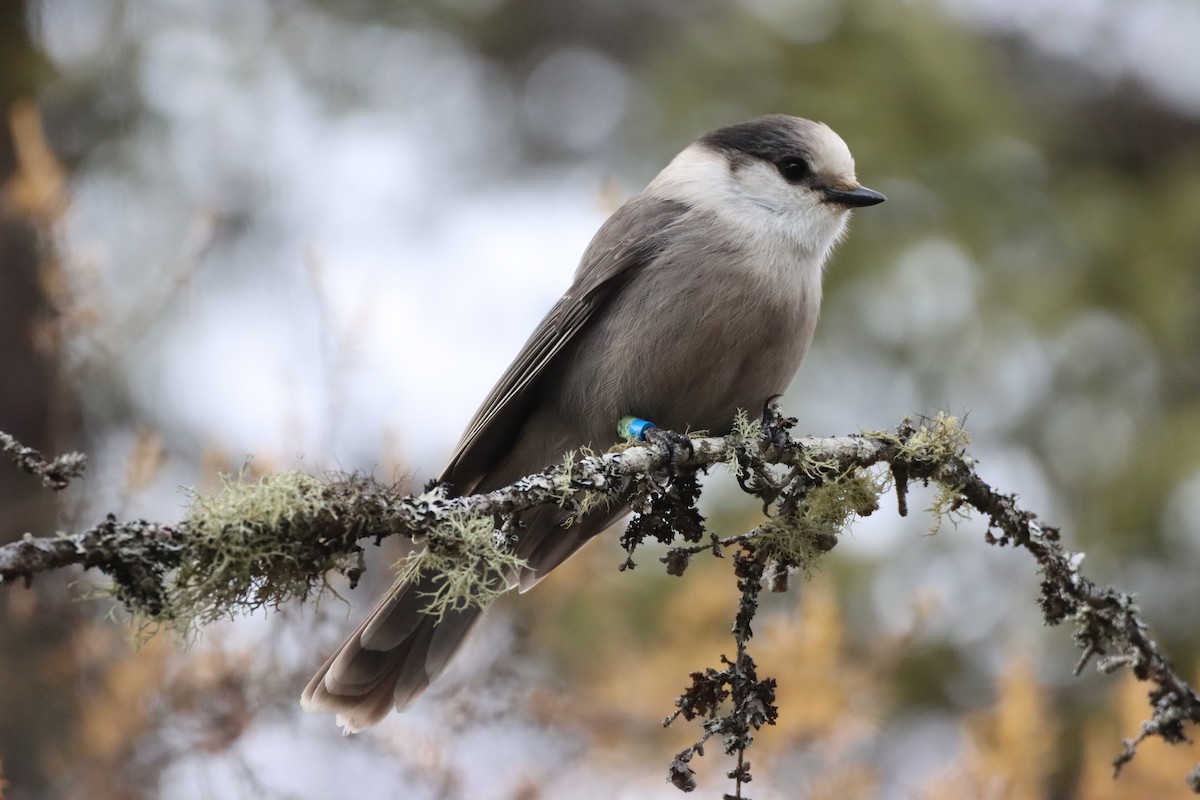 Canada Jay - ML644893470
