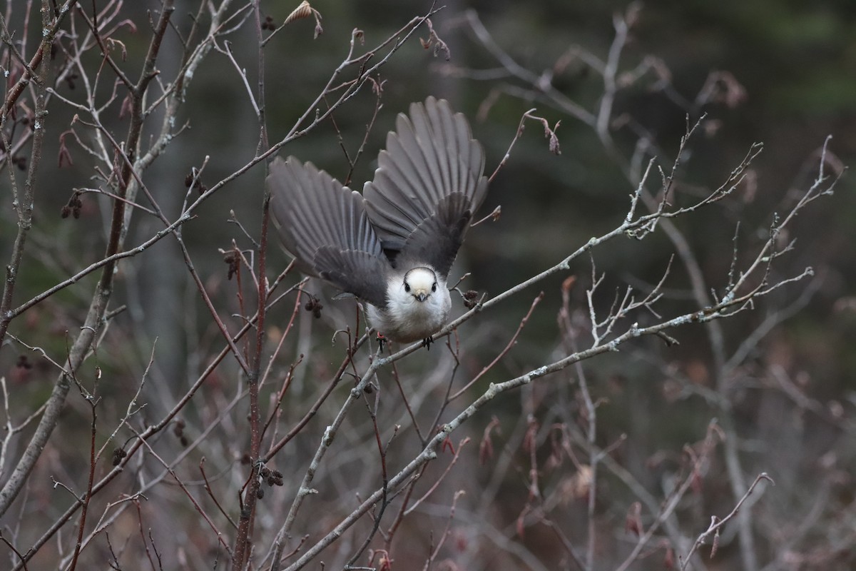 Canada Jay - ML644893471