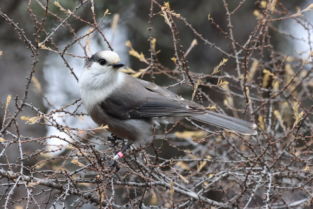 Canada Jay - ML644893472