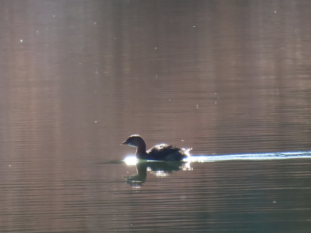 Пірникоза рябодзьоба - ML644893489