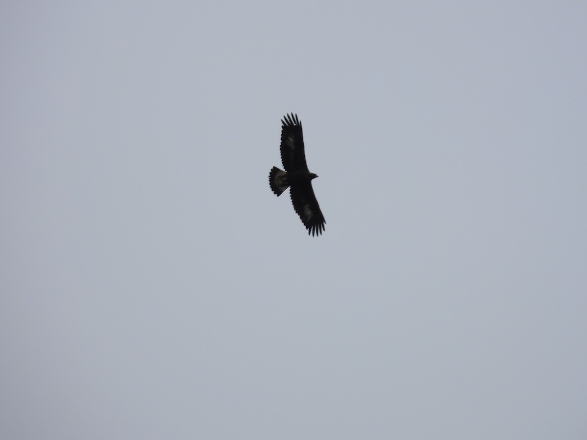 orel skalní - ML644893492